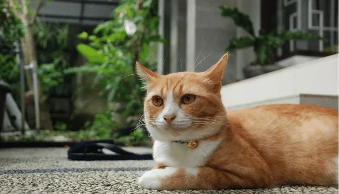 Inilah 5 Tips Merawat Kucing Agar Tetap Sehat, Para Pecinta Kucing Wajib Tahu!