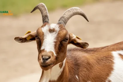 Ternyata Begini Cara Menghilangkan Bau Perengus Pada Kambing 