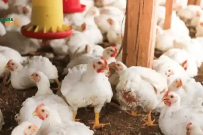 Lebih Sehat Ayam Kampung atau Ayam Potong? Ini Dia Jawabannya