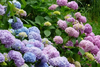 Fakta Unik Bunga Hortensia di Selecta