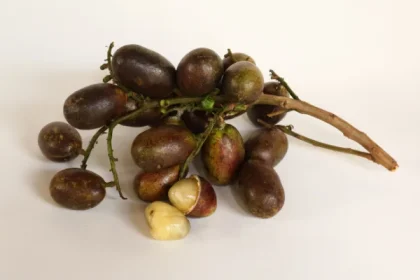 Keunikan Rasa Buah Matoa dan Manfaatnya