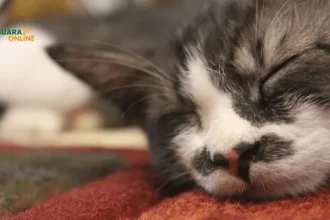 6 Cara Merawat Kucing agar Tetap Sehat