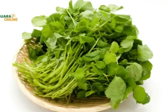 Manfaat Selada Air untuk Kesehatan yang Jarang Diketahui