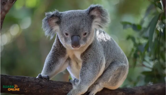 koala