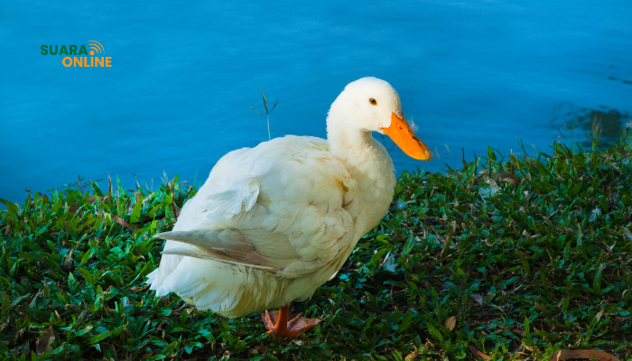 Mengenal Duck Syndrome: Orang yang Selalu Terlihat Bahagia Namun Banyak Tekanan