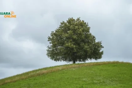 6 Manfaat Memeluk Pohon yang Jarang Diketahui, Salah Satunya Bisa Meredakan Stres?