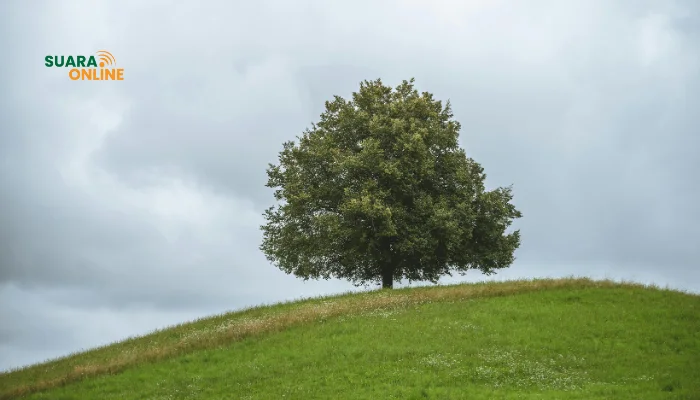 6 Manfaat Memeluk Pohon yang Jarang Diketahui, Salah Satunya Bisa Meredakan Stres?