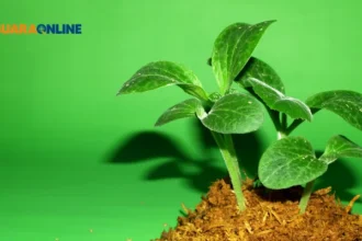 Mengenal Dinas Lingkungan Hidup Kota Gianyar, Mari Melek Tentang Alam!