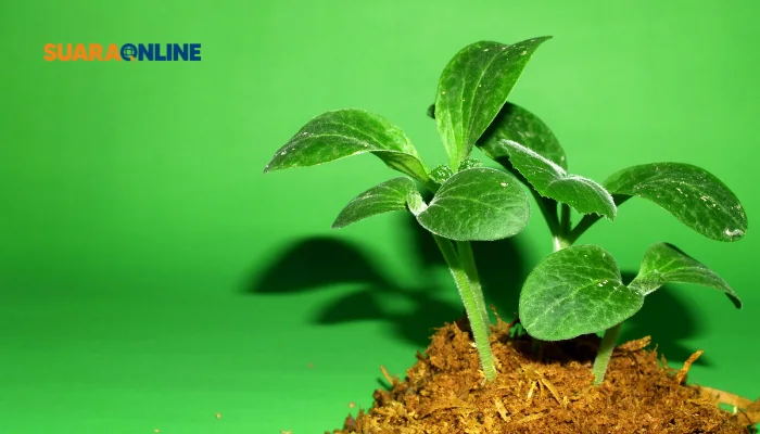 Mengenal Dinas Lingkungan Hidup Kota Gianyar, Mari Melek Tentang Alam!