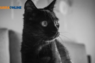 Aura Black Cat Energy: Si Manusia Misterius dan 5 Cara Menumbuhkannya dalam Diri!