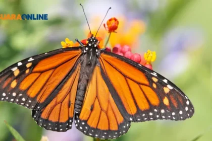 Butterfly Era: Perasaan Cinta dan Kagum dengan Seseorang serta Inilah 6 Ciri-cirinya!