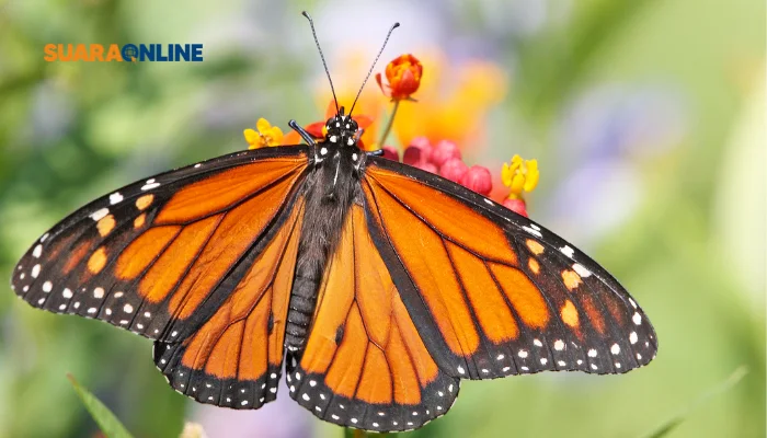 Butterfly Era: Perasaan Cinta dan Kagum dengan Seseorang serta Inilah 6 Ciri-cirinya!