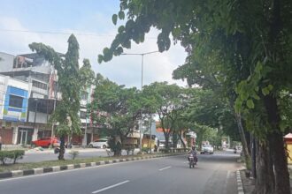 Pepohonan di Depan Kampus USM Semarang Ciptakan Suasana Teduh di Tengah Cuaca Panas