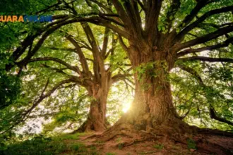 6 Manfaat Memeluk Pohon yang Jarang Diketahui, Salah Satunya Bisa Meredakan Stres?