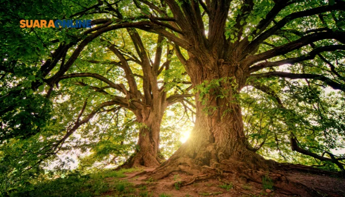 6 Manfaat Memeluk Pohon yang Jarang Diketahui, Salah Satunya Bisa Meredakan Stres?