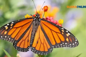 Butterfly Era: Perasaan Cinta dan Kagum dengan Seseorang serta Inilah 6 Ciri-cirinya!