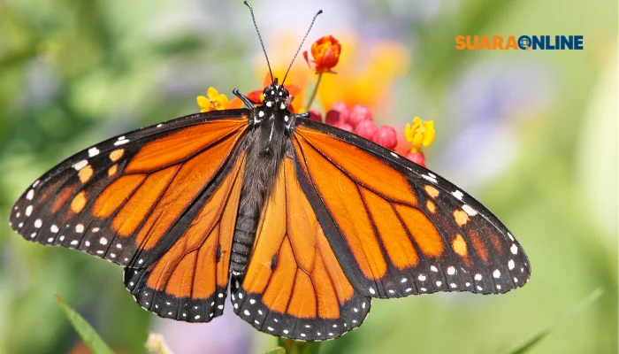 Butterfly Era: Perasaan Cinta dan Kagum dengan Seseorang serta Inilah 6 Ciri-cirinya!