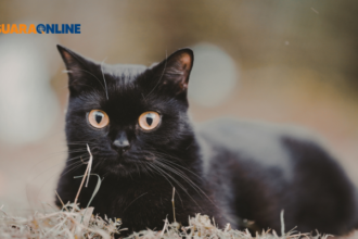 Aura Black Cat Energy: Si Manusia Misterius dan 5 Cara Menumbuhkannya dalam Diri!