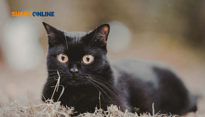 Aura Black Cat Energy: Si Manusia Misterius dan 5 Cara Menumbuhkannya dalam Diri!