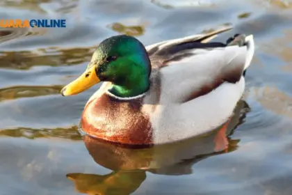 Mengenal Duck Syndrome: Orang yang Selalu Terlihat Bahagia Namun Banyak Tekanan dan 3 Ciri-cirinya!