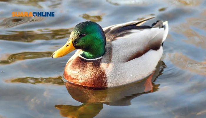 Mengenal Duck Syndrome: Orang yang Selalu Terlihat Bahagia Namun Banyak Tekanan dan 3 Ciri-cirinya!