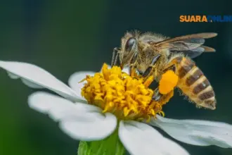 Queen Bee Syndrome: Ketika Perempuan Merasa Tersaingi dan Cara Mengatasinya!