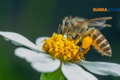 Queen Bee Syndrome: Ketika Perempuan Merasa Tersaingi dan Cara Mengatasinya!