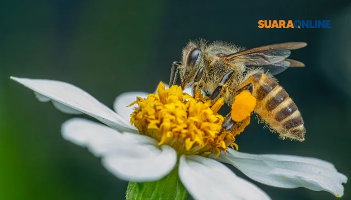 Queen Bee Syndrome: Ketika Perempuan Merasa Tersaingi dan Cara Mengatasinya!
