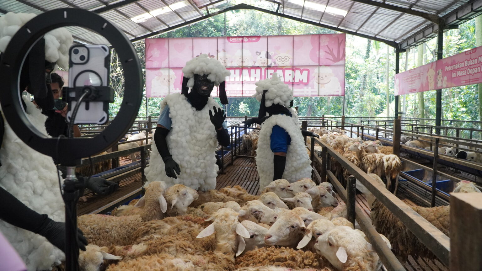 Qurban Alfatihah 2026 Tampil Lebih Segar Lewat Live TikTok dan Promosi Kreatif