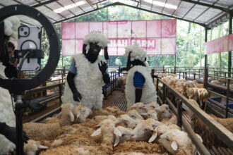 Qurban Alfatihah 2026 Tampil Lebih Segar Lewat Live TikTok dan Promosi Kreatif