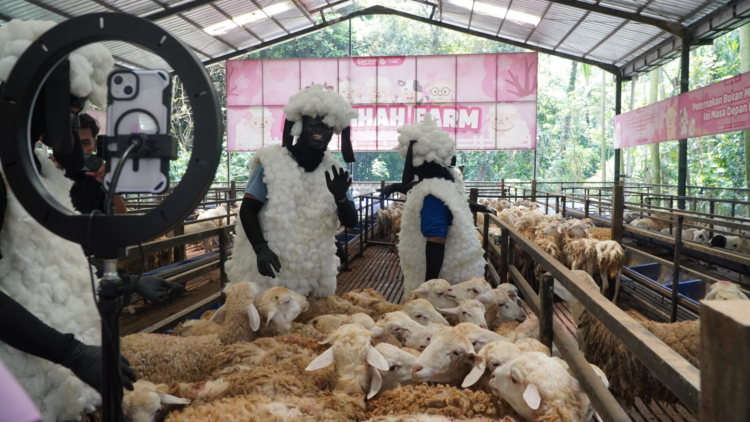 Qurban Alfatihah 2026 Tampil Lebih Segar Lewat Live TikTok dan Promosi Kreatif