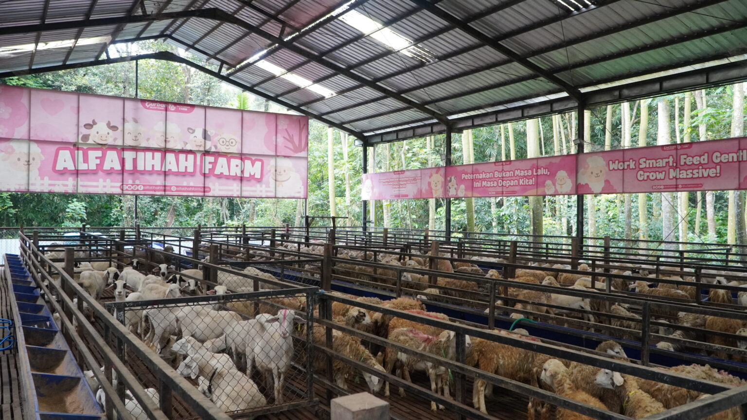 Transparan dan Modern, Qurban Alfatihah Gunakan Sistem Realtime untuk Pantau Penyembelihan dan Distribusi