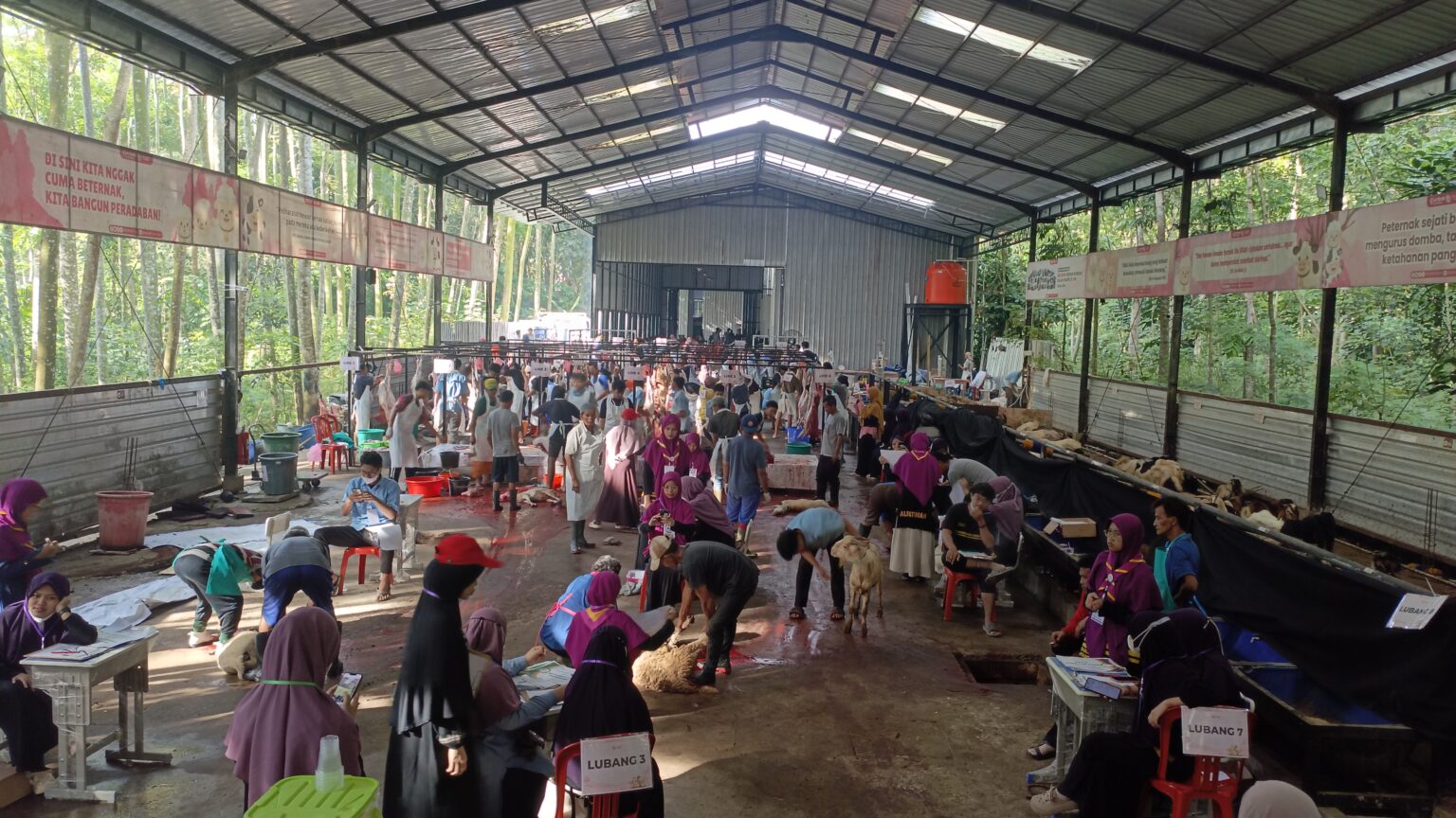 Hari Ketiga Sekaligus Hari Terakhir, Alfatihah Targetkan Pemotongan 500 Hewan Qurban Hari Ini