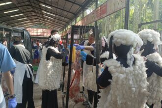 Unik, Santri Berkostum Shaun the Sheep Bantu Panitia Pemotongan Hewan Kurban