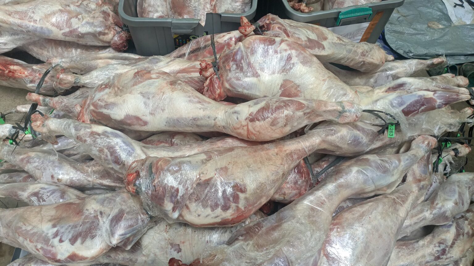Kenapa Daging Kurban Yayasan Alfatihah Dibekukan Dulu? Ini Jawabannya