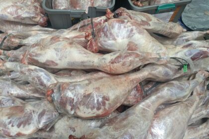 Kenapa Daging Kurban Yayasan Alfatihah Dibekukan Dulu? Ini Jawabannya