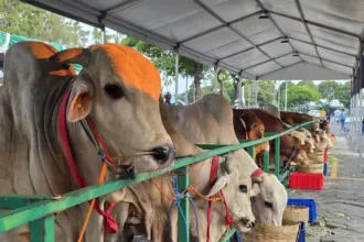 Jelang Idul Adha 2026, Ini Deretan Sapi Kurban Sumbangan Prabowo Subianto ke Berbagai Daerah