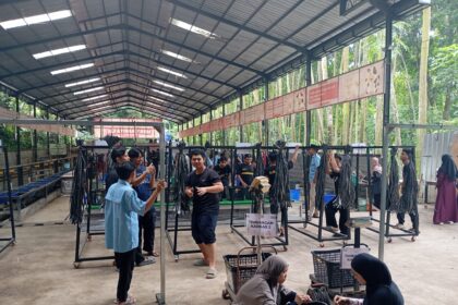 Panitia Qurban Gelar Gladi Bersih Pemotongan 300 Ekor Domba di Hari Raya Iduladha