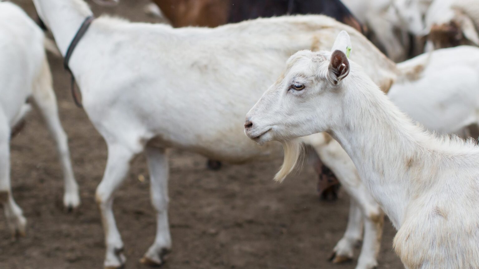 Berapa Usia Kambing yang Sah untuk Kurban? Ini Penjelasannya Menurut Islam
