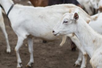 Berapa Usia Kambing yang Sah untuk Kurban? Ini Penjelasannya Menurut Islam