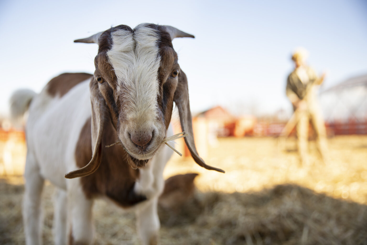 Hewan Qurban Jenis Ini Paling Banyak Dicari Warga Tahun 2026