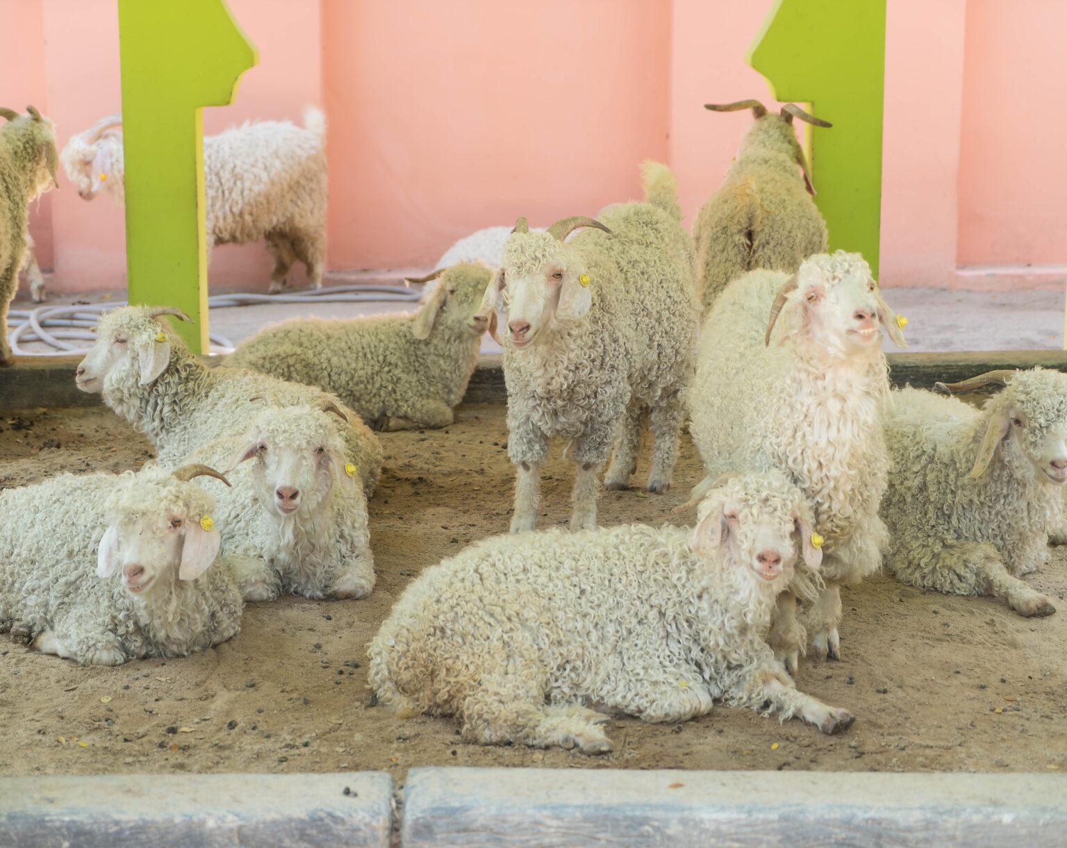 Daftar Harga Hewan Kurban 2026 Terbaru untuk Sapi, Kambing, dan Domba
