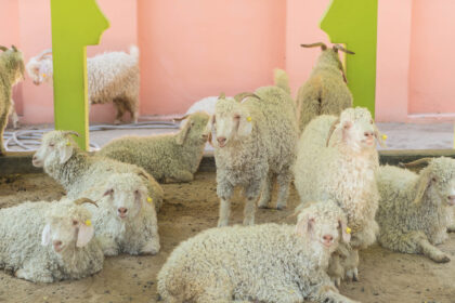 Daftar Harga Hewan Kurban 2026 Terbaru untuk Sapi, Kambing, dan Domba